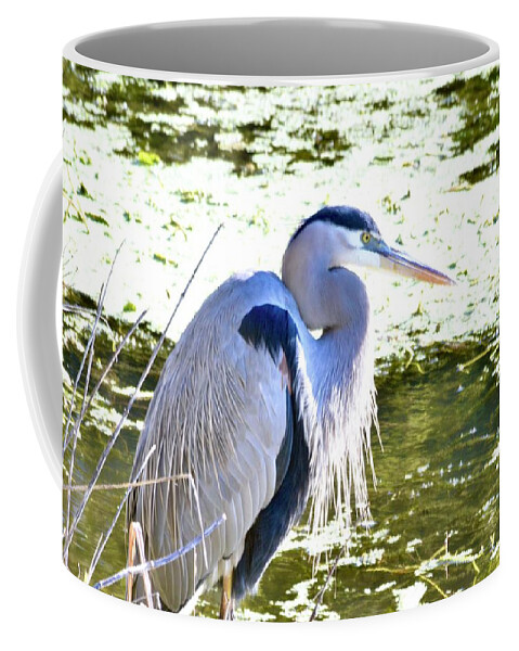 Great Blue Heron Coffee Mug featuring the photograph Great Blue Heron #5 by Warren Thompson