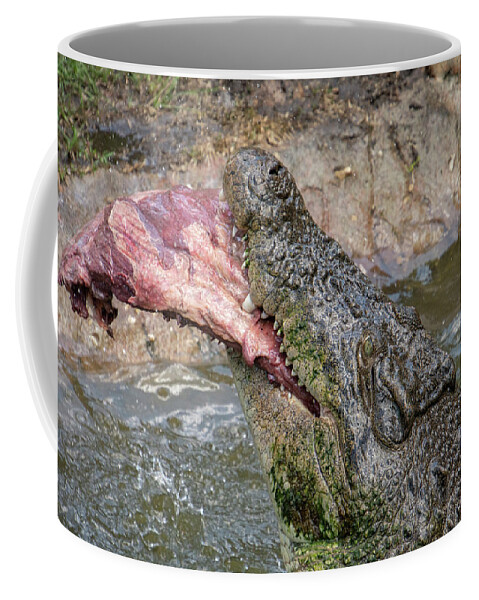 Saltwater Coffee Mug featuring the photograph Saltwater Crocodile Eating #1 by Carolyn Hutchins