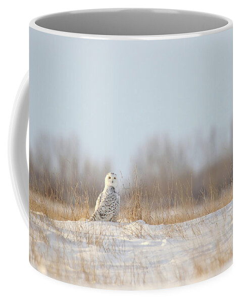 Snowy Owl Coffee Mug featuring the photograph Snowy Owl #5 by Brook Burling