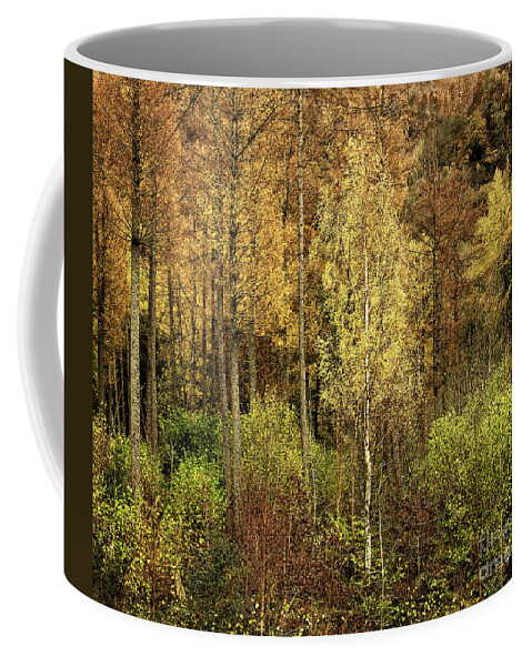 50 Shades Gold Golden Autumn Wonderland Fall Smart Uk Woodland Woods Forest Trees Foliage Leaves Beautiful Birch Crown Beauty Landscape Rich Colors Yellow Delightful Magnificent Mindfulness Serenity Inspirational Serene Tranquil Tranquillity Magic Charming Atmospheric Aesthetic Attractive Picturesque Scenery Glorious Impressionistic Impressive Pleasing Stimulating Magical Vivid Trunks Effective Green Bushes Delicate Gentle Joy Enjoyable Relaxing Pretty Uplifting Poetic Orange Red Fantastic Tale Coffee Mug featuring the photograph Fifty Shades Of Gold by Tatiana Bogracheva