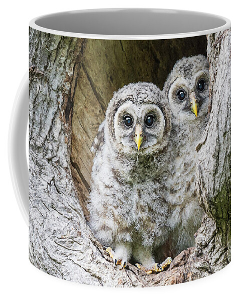 Baby Barred Owls Coffee Mug featuring the photograph Eyes Tell the Story by Puttaswamy Ravishankar