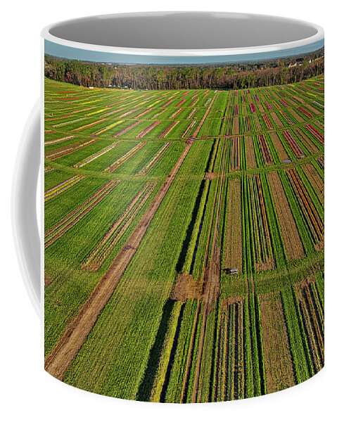 Tulip Coffee Mug featuring the photograph Aerial Tulip Farm #6 by Susan Candelario