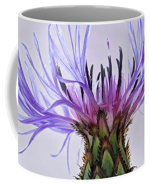 Floral Coffee Mug featuring the photograph Batchelors Button #6 by Shirley Mitchell