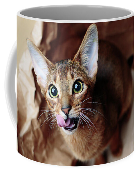 Abyssinian Kitten Coffee Mug featuring the photograph Abyssinian Kitten #7 by Nailia Schwarz