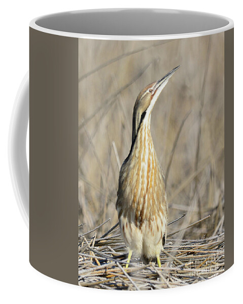 Bird Coffee Mug featuring the photograph American Bittern #7 by Dennis Hammer