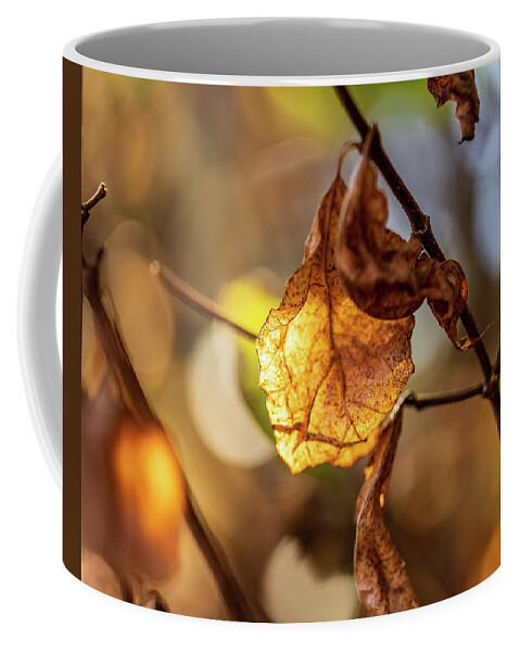 Landscape Coffee Mug featuring the photograph Nature Photography - Fall Leaves #7 by Amelia Pearn