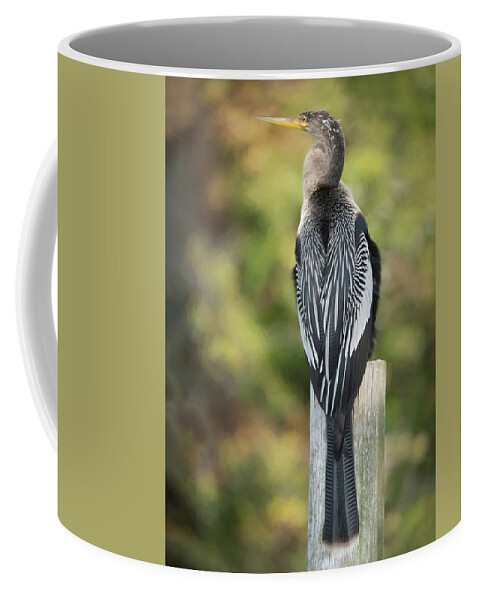 Anhinga Bird Coffee Mug featuring the photograph A Anhinga Pose by Sylvia Goldkranz