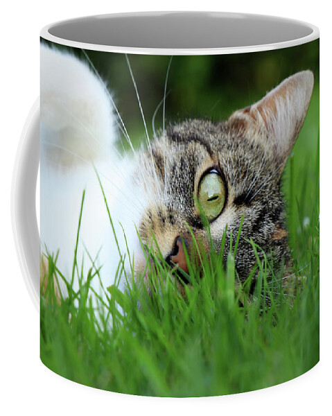 Domestic Cat Coffee Mug featuring the photograph Gaze of a domestic cat by Vaclav Sonnek