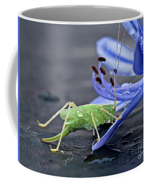 Beauty Beast Cricket Agapanthus Flower Insect Green Drinking Feeding Blue Action Macro Close Up Delightful Nature Beautiful Fantastic Magical Poetic Colorful Vivid Bright Humor Funny Fun Bizarre Thirsty Water Drops Climbing Climber Dew Coffee Mug featuring the photograph A BEAUTY AND A BEAST- the climber by Tatiana Bogracheva