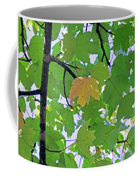Background Coffee Mug featuring the photograph A Canopy Of Leaves by David Desautel