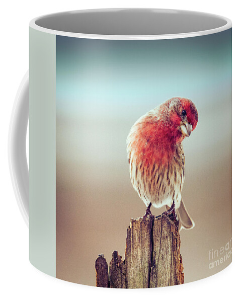 Birds Coffee Mug featuring the photograph A Curious House Finch by Sandra Rust