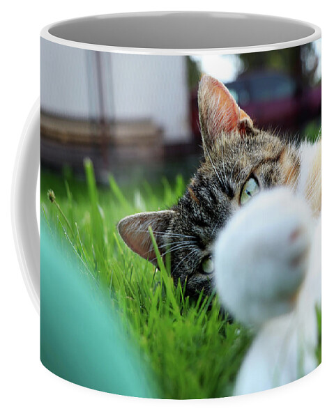 Golden Hour Coffee Mug featuring the photograph Cat head looking from behind her paws and look right to camera. by Vaclav Sonnek