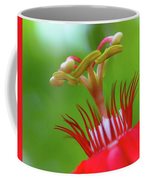Stamen Coffee Mug featuring the photograph A Flower's Eyelashes by Debra Kewley