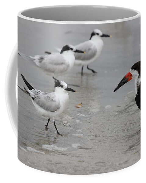 Terns Coffee Mug featuring the photograph A Friendly Encounter by Mingming Jiang