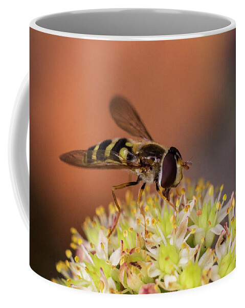 Nature Coffee Mug featuring the photograph A hoverfly enjoying flower nectar by Maria Dimitrova