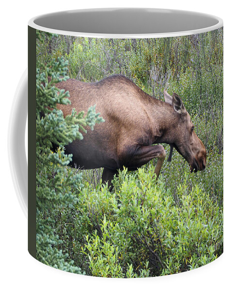 Moose Coffee Mug featuring the photograph A Hungry Alaskan Lady Moose by L Bosco