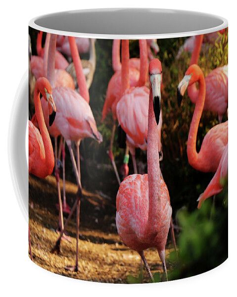 American Flamingo Coffee Mug featuring the photograph American flamingo - Hey, you stay by Vaclav Sonnek