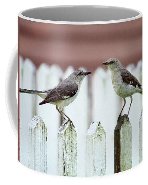 Bird Coffee Mug featuring the photograph A Mirror by Rachel Morrison