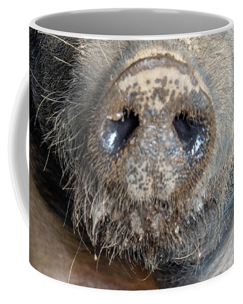 Pig Coffee Mug featuring the photograph A Nose Only a Mother Could Love by Leslie Struxness