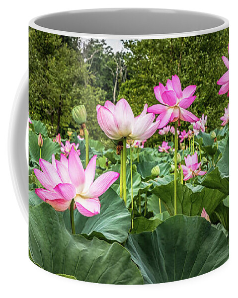 Lotus Flowers Coffee Mug featuring the photograph A Pond With Lotus Flowers by Elvira Peretsman