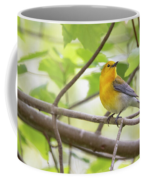 Prothonotary Warbler Coffee Mug featuring the photograph A Prothonotary Warbler is Perched in the Croatan National Forest by Bob Decker