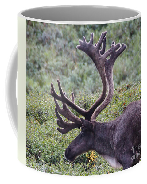 Reindeer Coffee Mug featuring the photograph A Reindeer in Denali National Park. by L Bosco