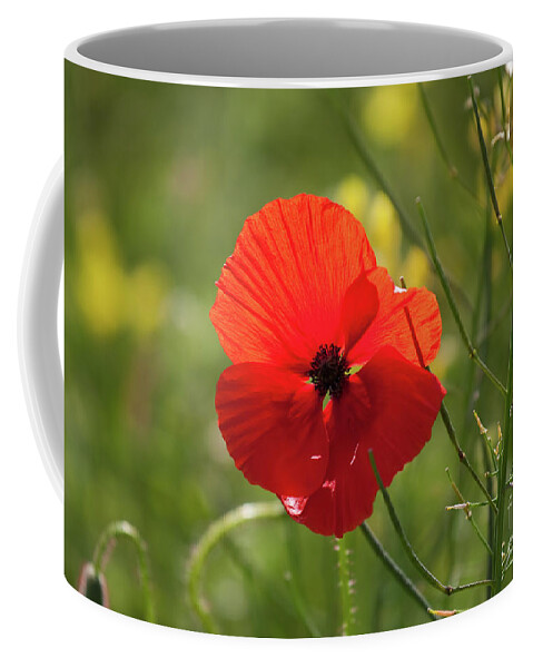Uk Coffee Mug featuring the photograph A Single Poppy, Yorkshire by Tom Holmes Photography