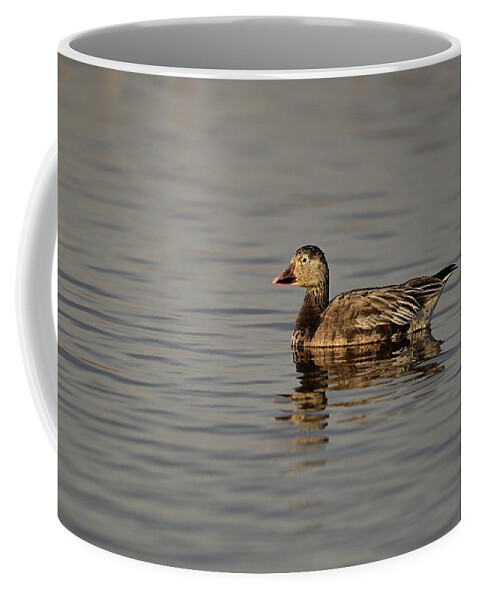 Snow Goose Coffee Mug featuring the photograph A Snow Goose, Blue Morph at Sacramento NWR by Amazing Action Photo Video
