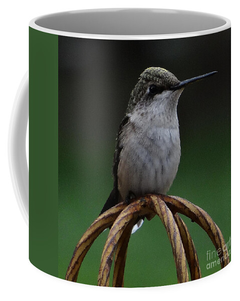5 Star Coffee Mug featuring the photograph A Sunday Pose Too by Christopher Plummer