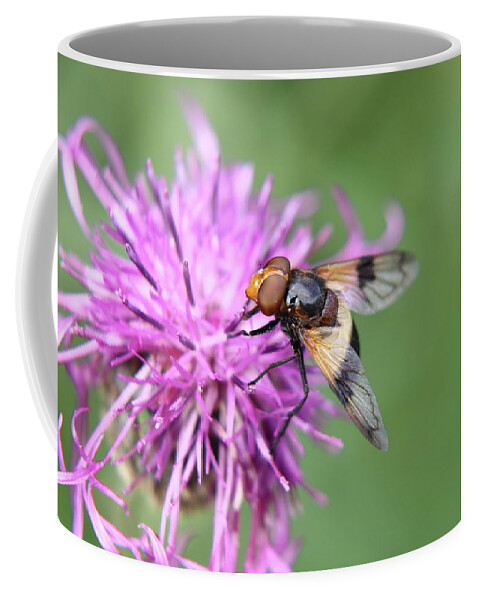 Volucella Pellucens Coffee Mug featuring the photograph A Volucella pellucens pollinating red clover by Vaclav Sonnek