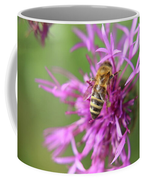 Bee Coffee Mug featuring the photograph A Western honey bee pollinating red clover in Slovakia grassland by Vaclav Sonnek