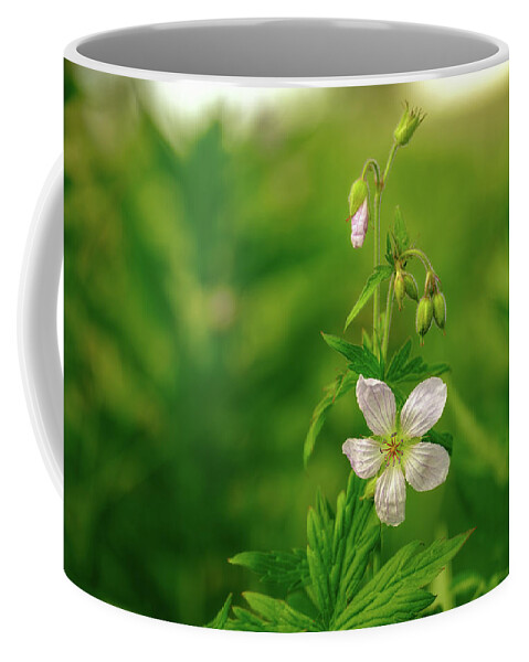 Mountain Coffee Mug featuring the photograph A wild rose found in the Canadian Rockies. by Yves Gagnon