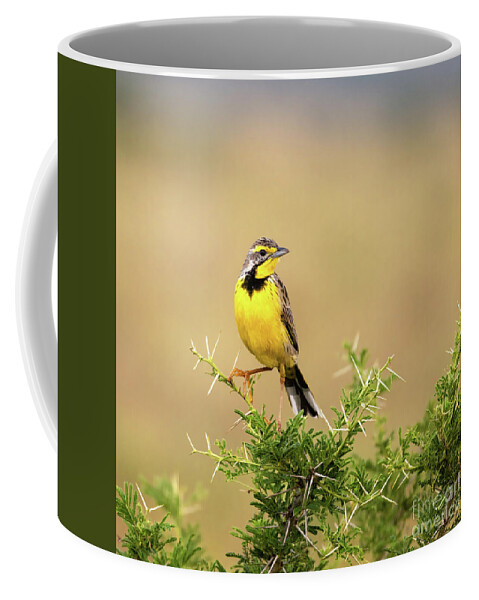 Yellow-throated Longclaw Coffee Mug featuring the photograph A yellow-throated longclaw, macronyx croceus, perched on a thorn by Jane Rix