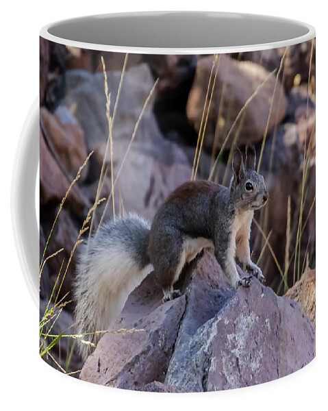 Squirrel Coffee Mug featuring the photograph Abert's Squirrel by Laura Putman