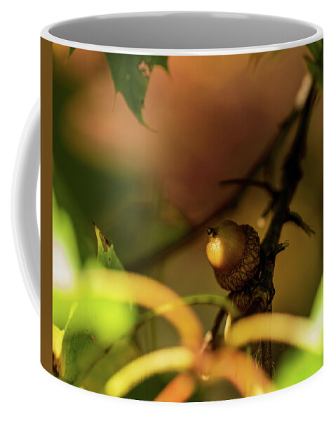 Nature Coffee Mug featuring the photograph Acorn Season Fall 2020 by Amelia Pearn