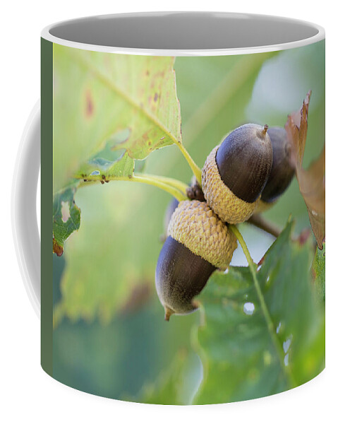Acrons Coffee Mug featuring the photograph Acorns by David Beechum