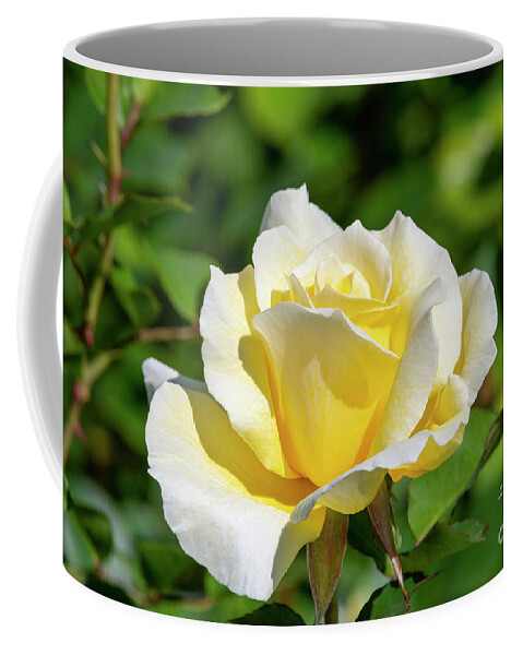 Adobe Sunrise Coffee Mug featuring the photograph Adobe Sunrise Rose, 5404 by Glenn Franco Simmons