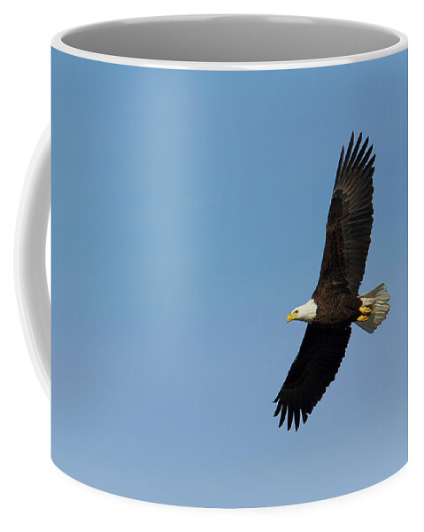 Adult Coffee Mug featuring the photograph Adult bald eagle soars overhead by Charles Floyd