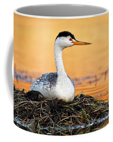Kj Swan Birds Coffee Mug featuring the photograph After the Dance - Clark's Grebe by KJ Swan