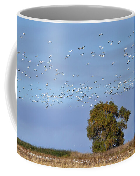 Geese Coffee Mug featuring the photograph Afternoon Flight by Alan C Wade
