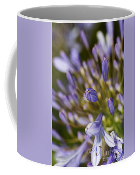 Lily Of The Nile Coffee Mug featuring the photograph Agapanthus Buds To Flower by Joy Watson