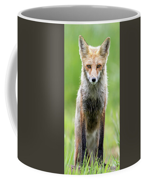 Fox Coffee Mug featuring the photograph All Seasons by Kevin Dietrich