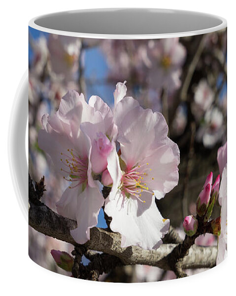 Spring Coffee Mug featuring the photograph Almond Blossom 4 by Adriana Mueller