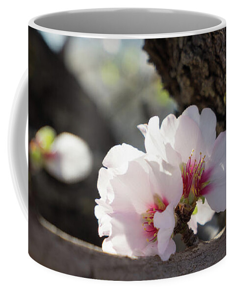 Almond Blossom Coffee Mug featuring the photograph Almond Blossom 6 by Adriana Mueller