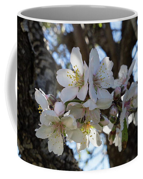 Almond Blossom Coffee Mug featuring the photograph White flowers in the penumbra of the almond tree by Adriana Mueller