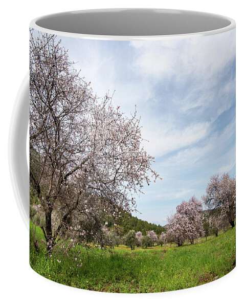 Spring Coffee Mug featuring the photograph Almond trees bloom in spring against blue sky. by Michalakis Ppalis