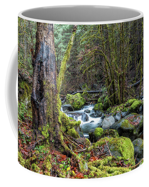 French Pete Creek Coffee Mug featuring the photograph Alongside the French Pete Creek by Belinda Greb
