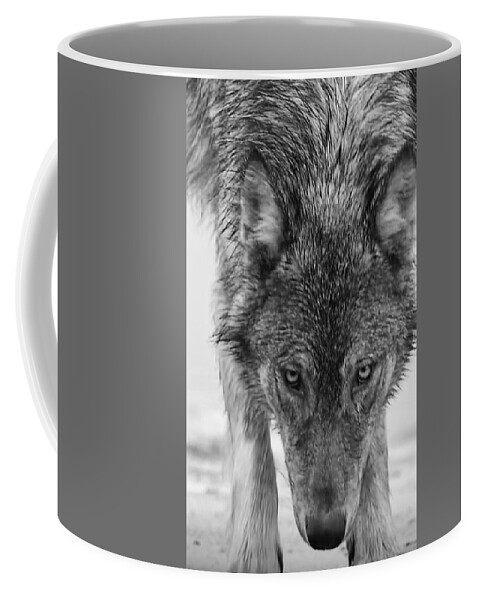 Wolf Coffee Mug featuring the photograph Alpha by Carolyn Mickulas