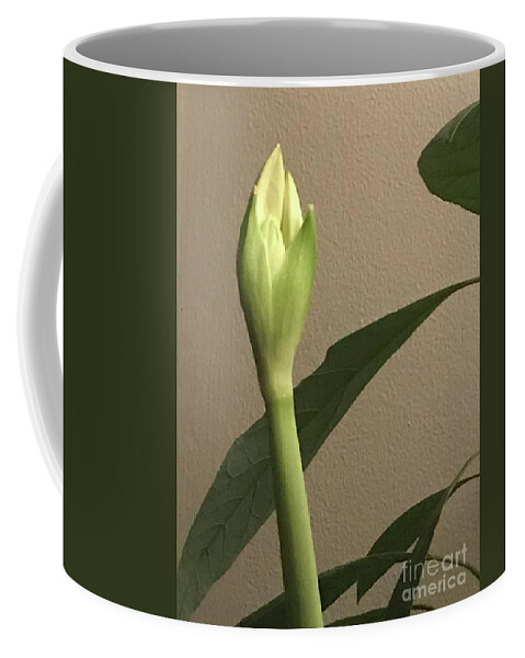 Amaryllis Bud Coffee Mug featuring the photograph Amaryllis Bud by Mary Kobet