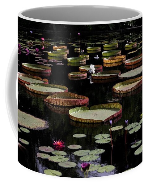 Amazon Water-lily Coffee Mug featuring the photograph Amazon Water Lily by Mingming Jiang
